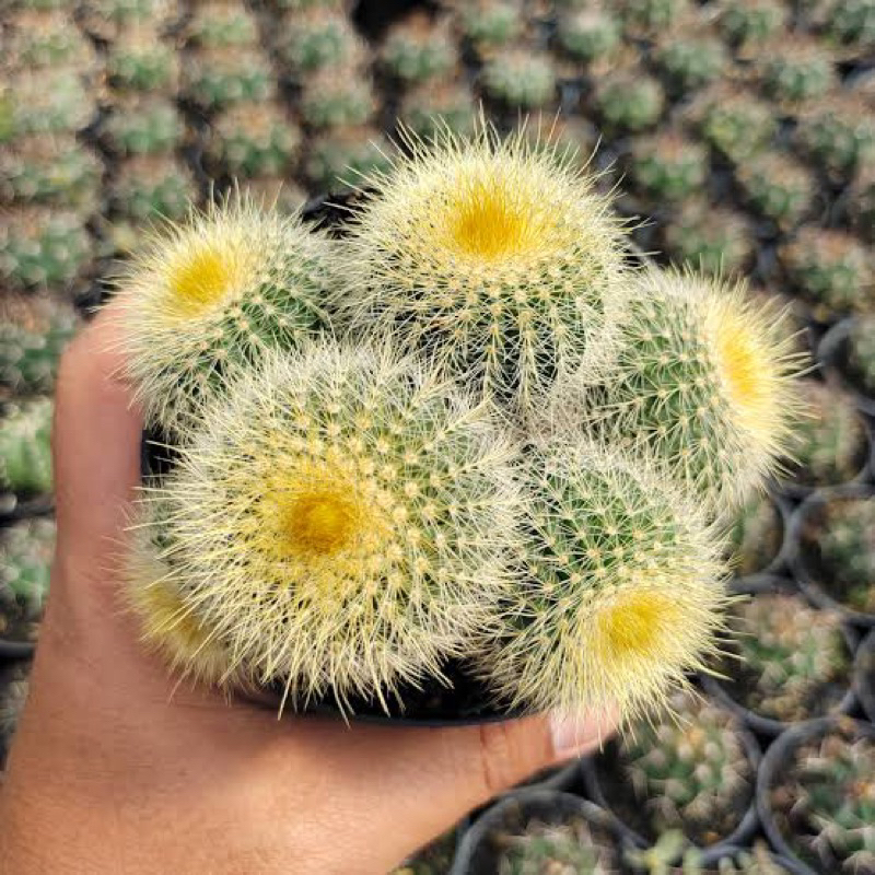 KAKTUS LENINGHAUSII / NOTOCACTUS LENINGHAUSII / KAKTUS LENING JUMBO / KAKTUS OWNROOT / BIBIT KAKTUS