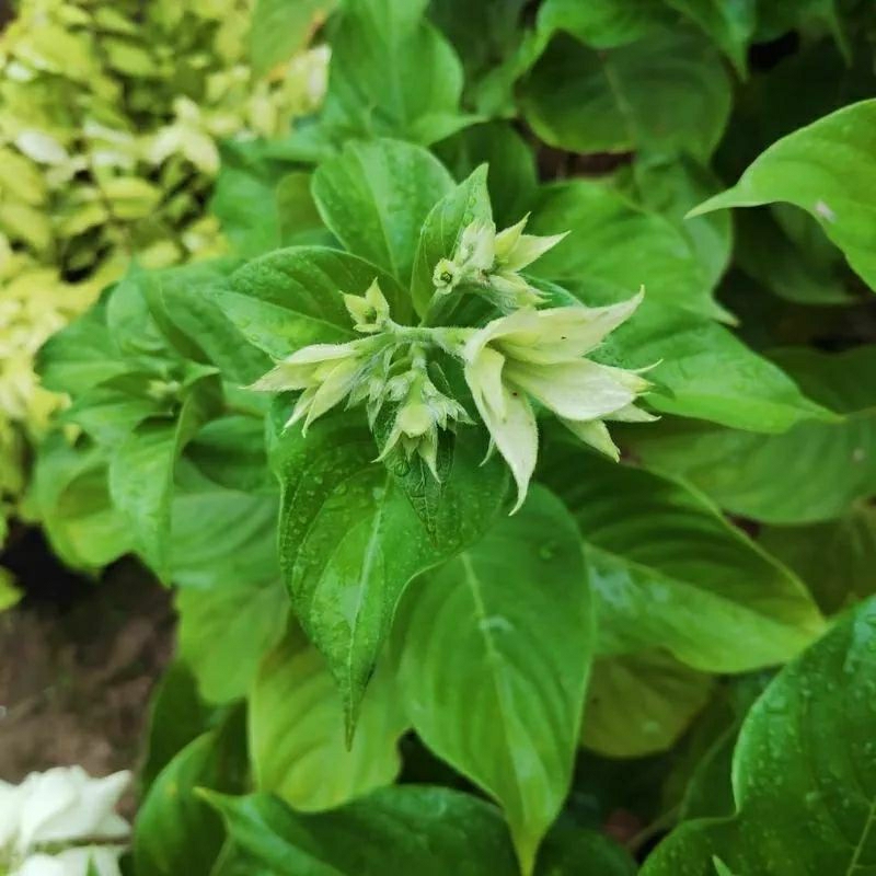 (BISA COD) TANAMAN HIAS NUSA INDAH - BUNGA NUSA INDAH PUTIH - NUSA INDAH