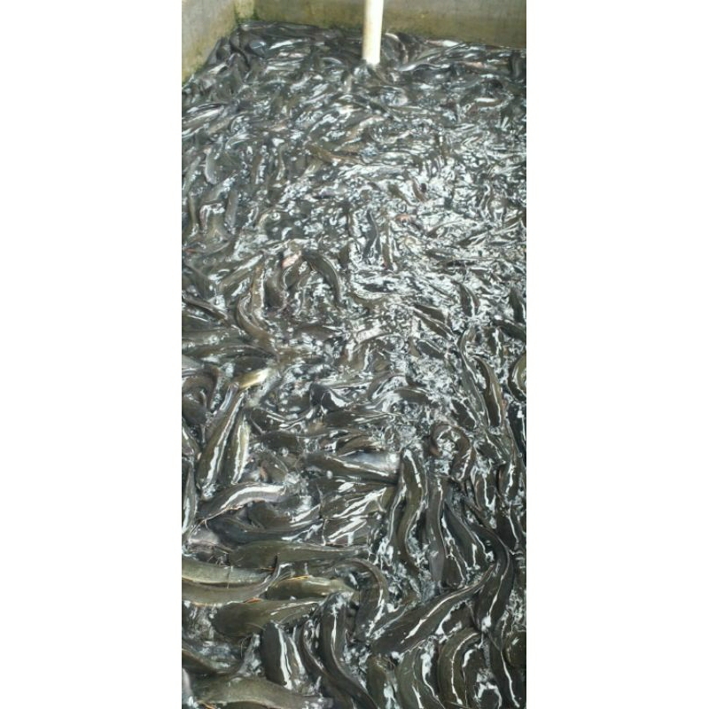 

ikan lele segar hidup