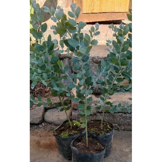 Tanaman Hias Memusa/ Daun Silver Memusa , Eucalyptus Cinerea