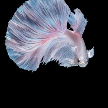 Ikan cupang halfmoon