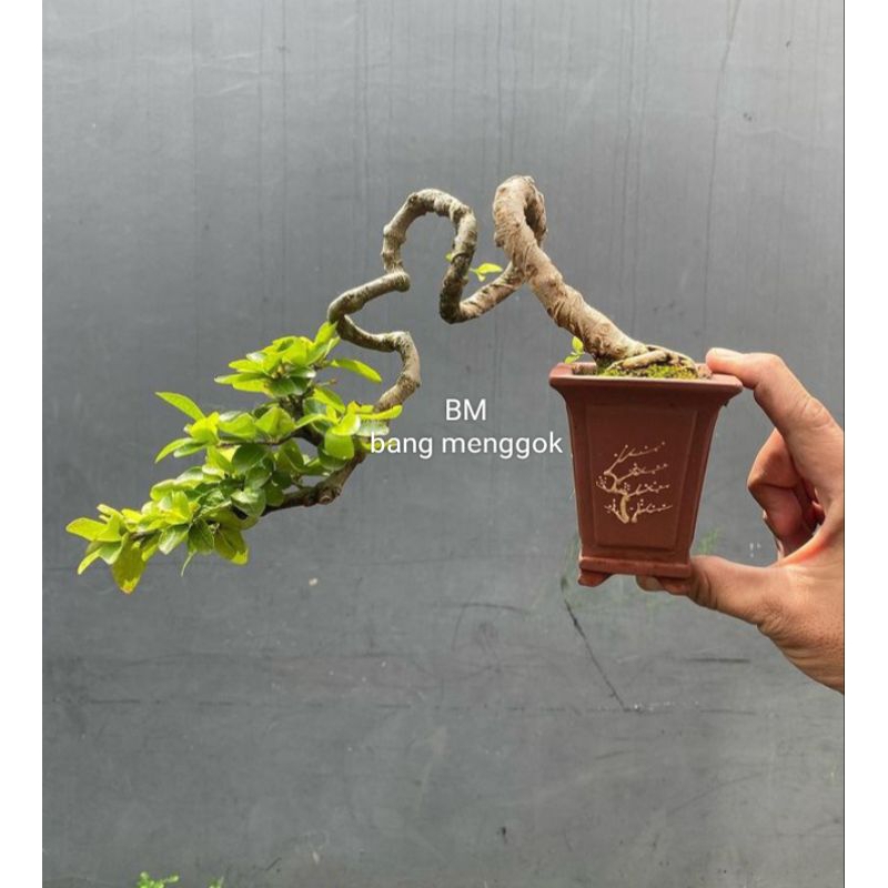 tanaman bonsai sianci (cerry barbados) sudah jadi siap di pajang