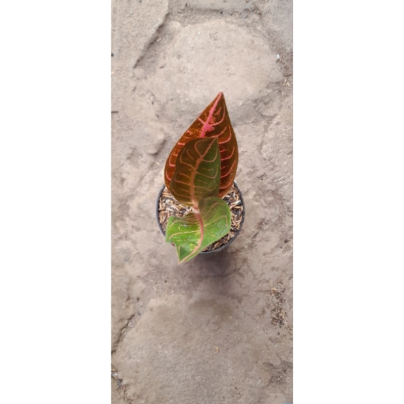 Aglonema Red Sumatra/Redsum/POS (Size Remaja Daun 3+)