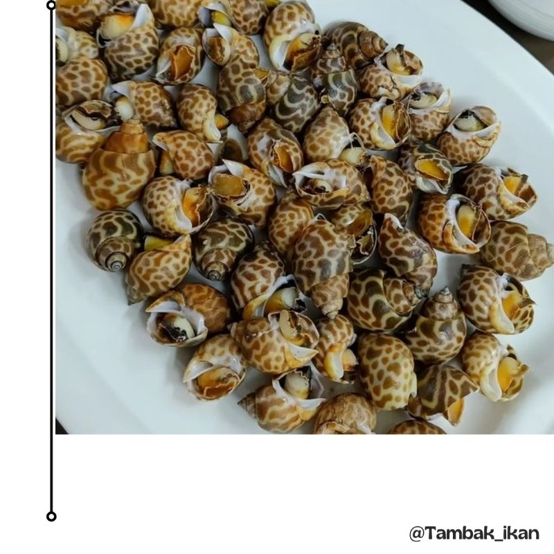 

Kerang Macan/Keong Macan Premium Segar 1Kg