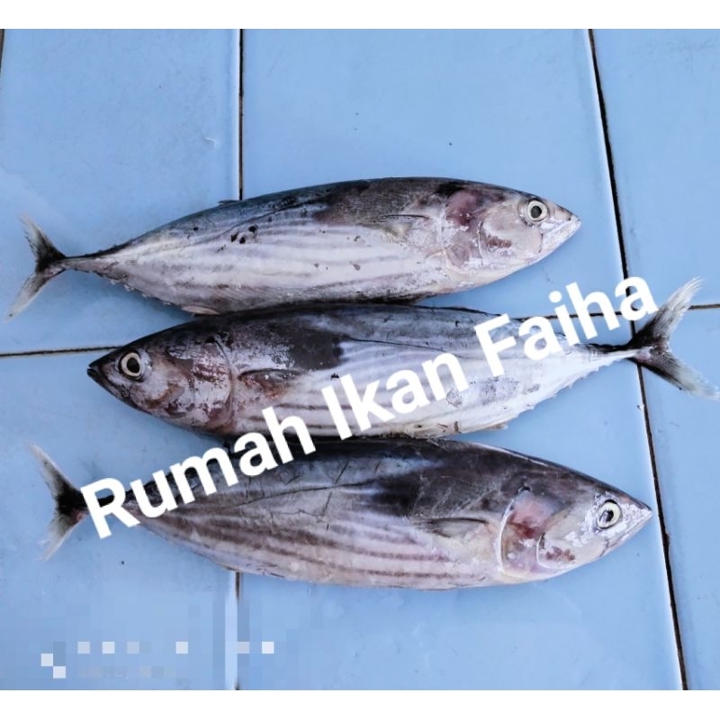 

Ikan Cakalang Segar Beku 1kg