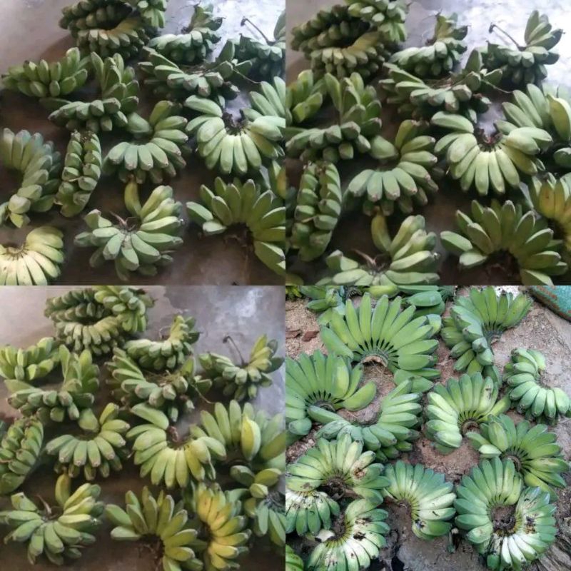 PISANG KEPOK 1 KG KEPOK BANANA PISANG KEPOK 1 SISIR