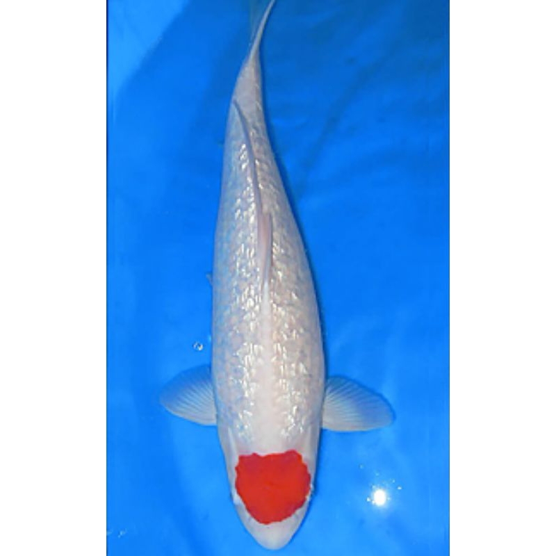 ikan koi Tancho kohaku ginrin grade A size 20cm