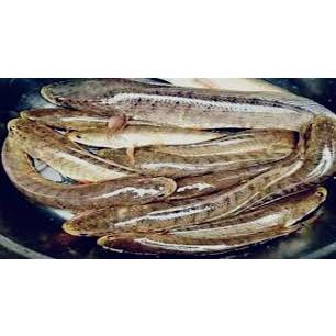 

Ikan gabus besar segar_ 1KG 1-3 ekor