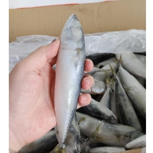 

ikan sarden /ikan makeral