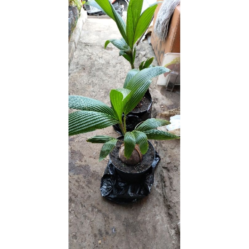 tanaman bonsai kelapa