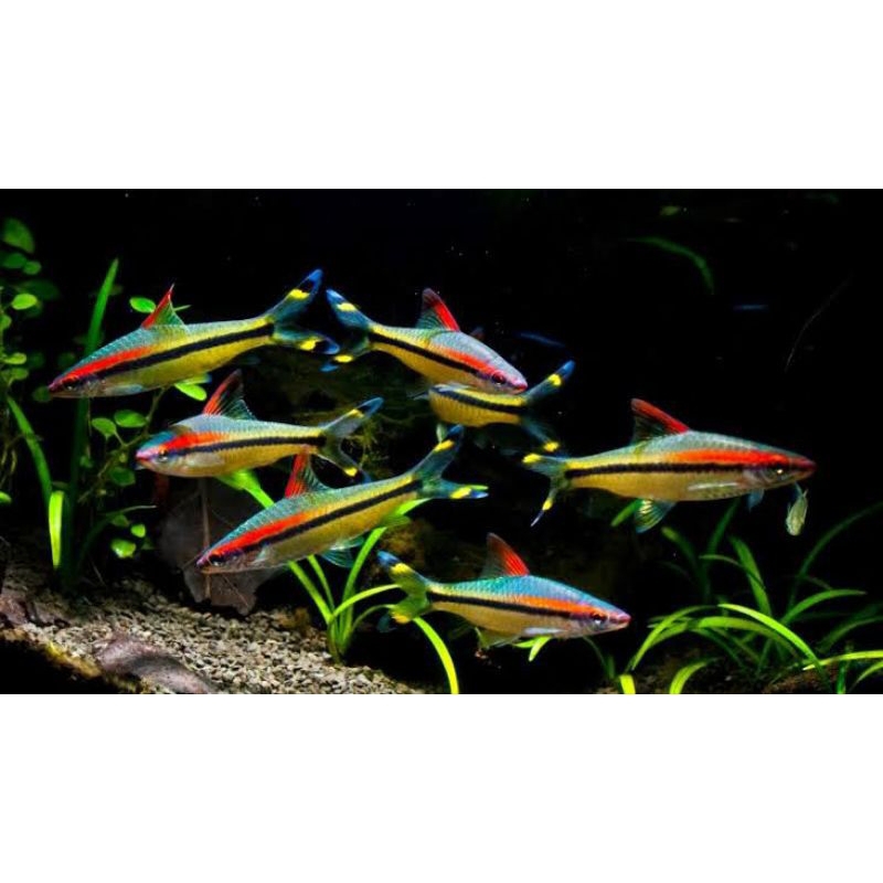 IKAN HIAS AQUASCAPE PUNTIUS DENIISONI / IKAN HIAS AQUASCAPE PUNTIUS / PONTIUS