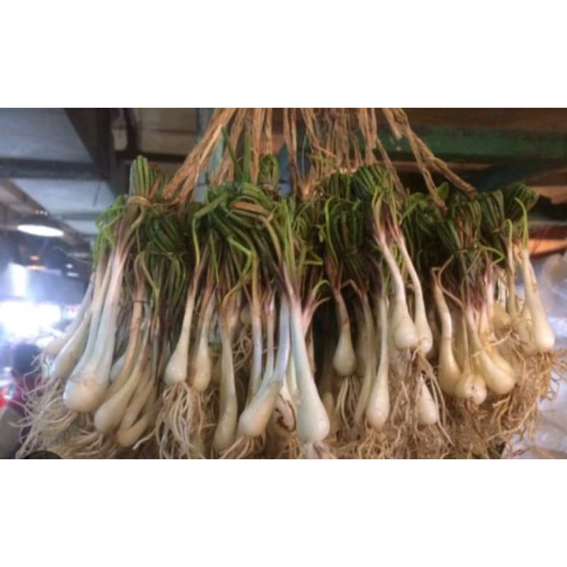 

langkio, bawang Batak