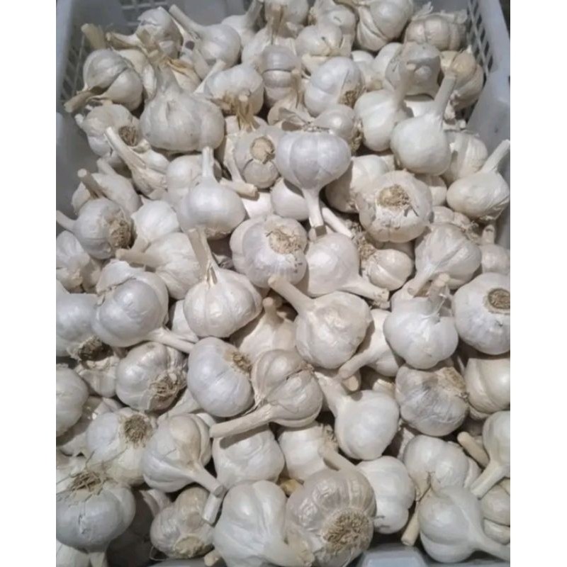 

Bawang Putih Kating Super