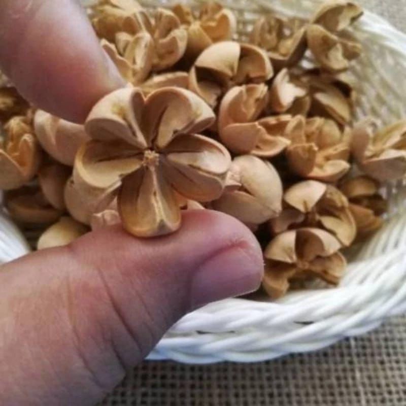 

Biji Puspo Putih kiloan - puspo bleacing 1kg