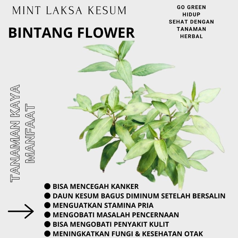 tanaman herbal aromatik mint laksa mint kesum