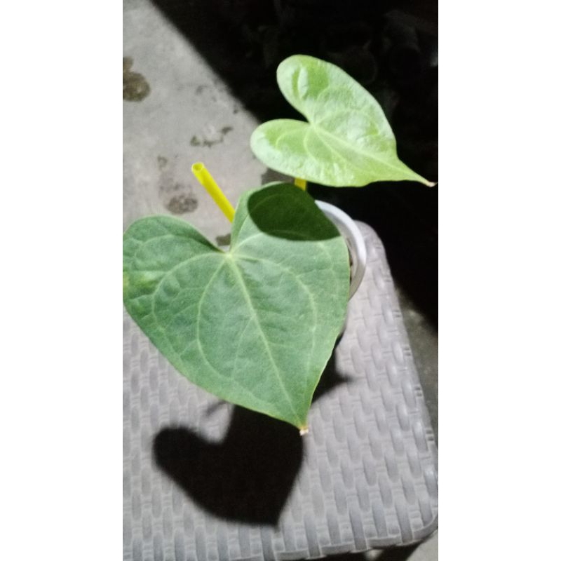 Peteroductil x clarinervium remaja