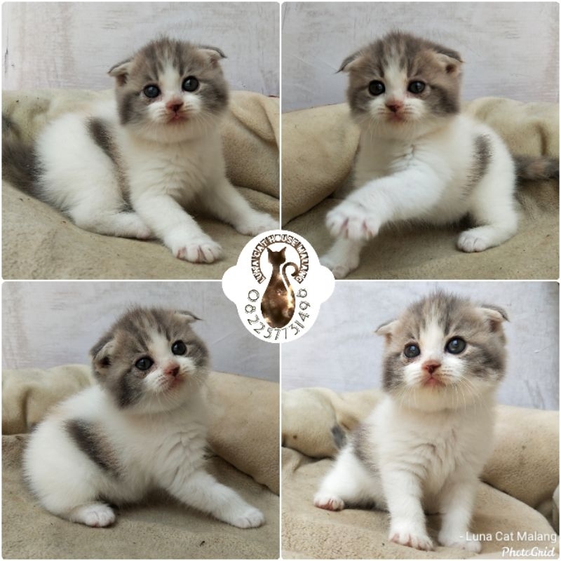 kucing scottish fold