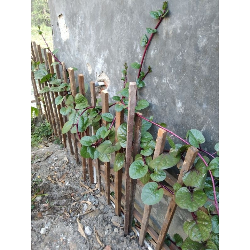 

Bilahong isi 40 Rp10000
