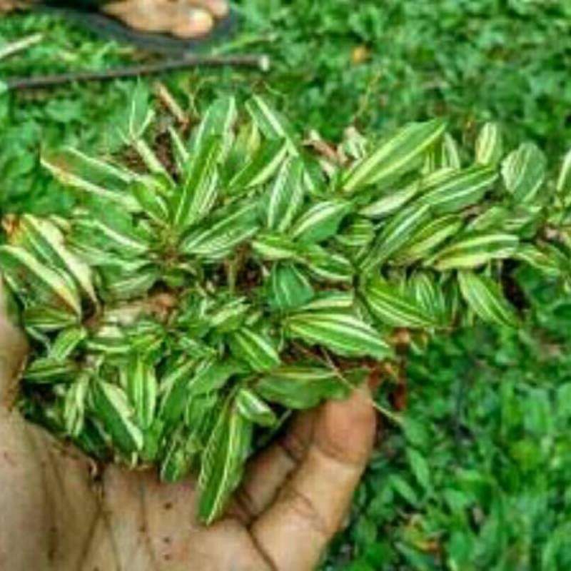 rumput gajah mini Varigata 1 meter persegi