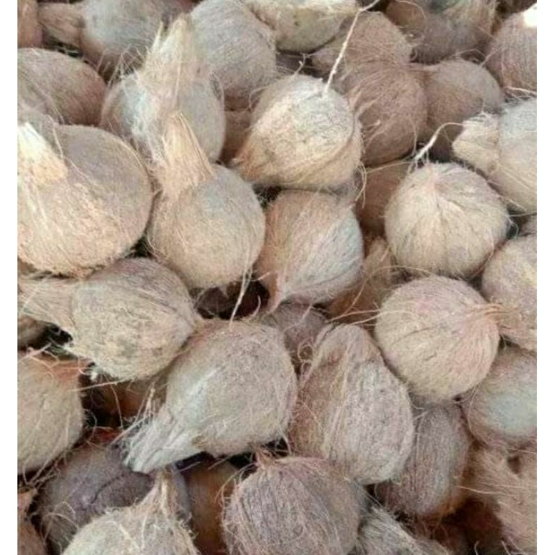 

KELAPA TUA UTUH