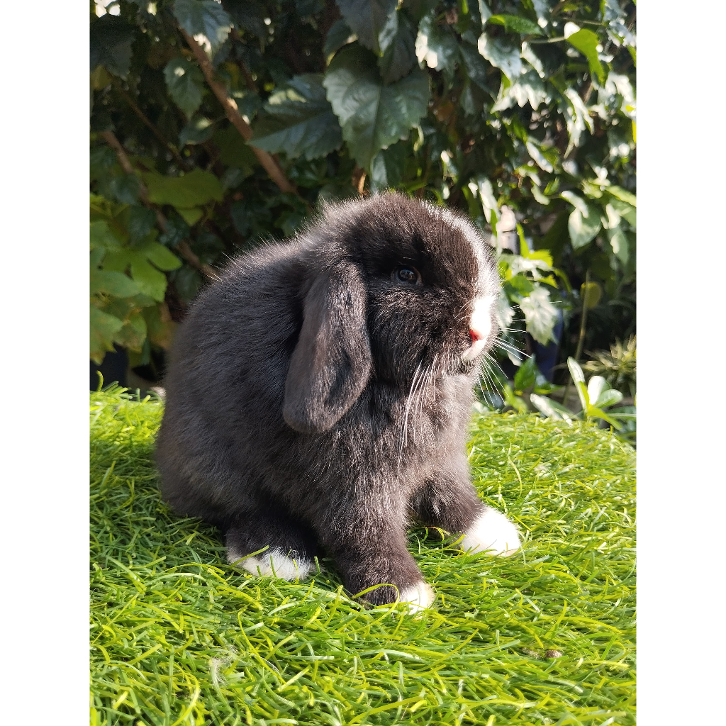Kelinci Holland Lop Vienna Marking Black (Blue eyes)