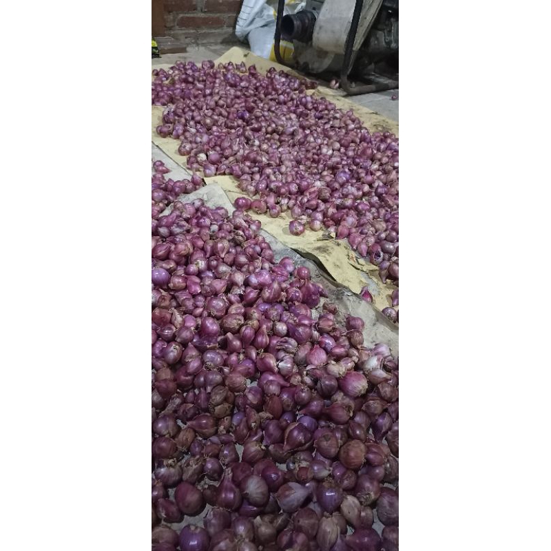 

Bawang Merah Ukuran Sedang/Brambang