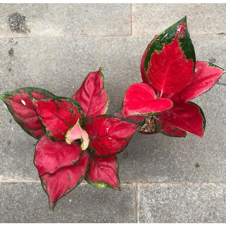 Bundling Aglonema Suksom dan Red Anjamani
