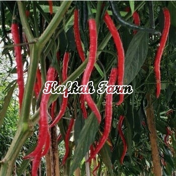 Benih 10 Biji Cabe Keriting TM 999