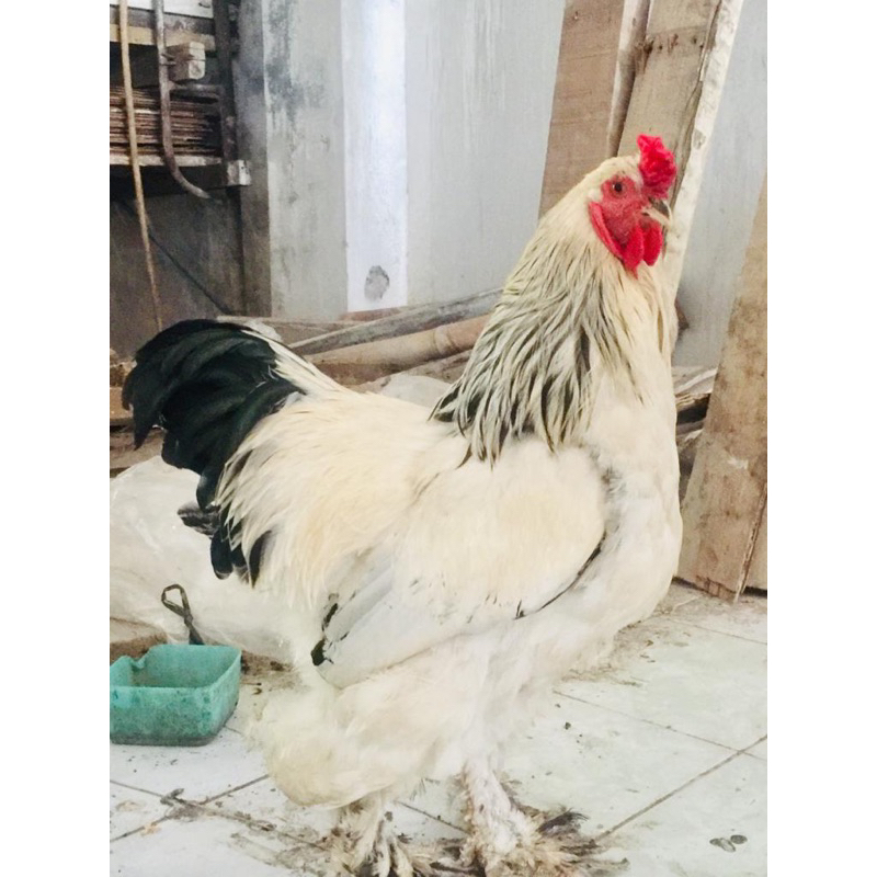 Ayam Hias Brahma