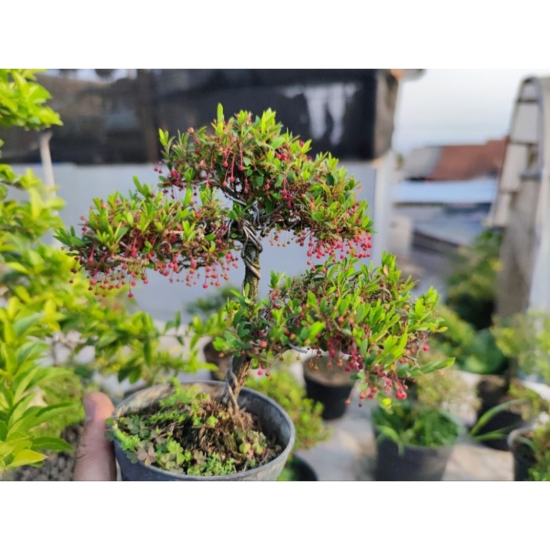 Tanaman Bonsai Mame Cendrawasih Super Micro Sudah Jadi Siap Pajang Cantik Unik Disertakan pot