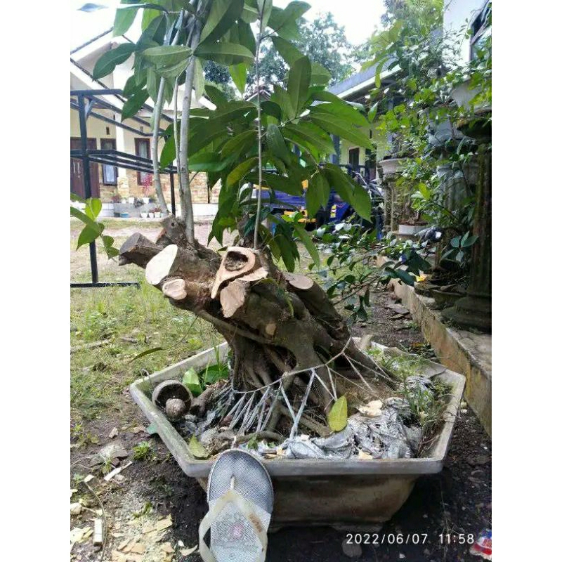 Bonsai Amplas Putih Angker Jumbo Kaki Muter