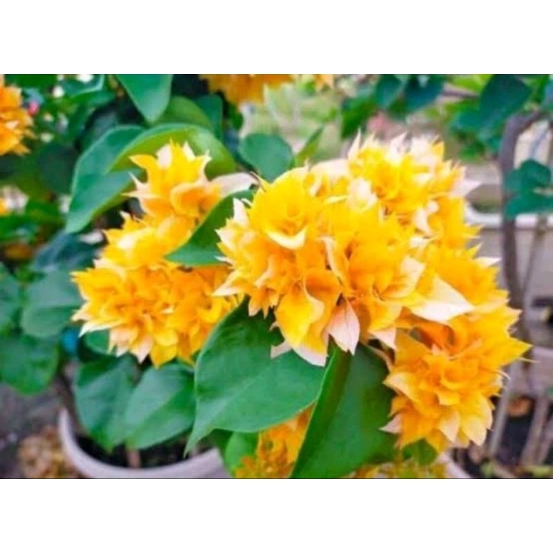 Bougenville Hawai Orens tumpuk original