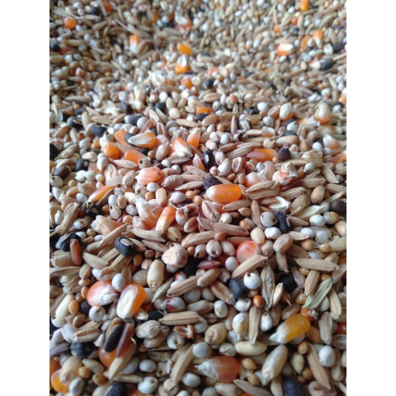 

1 kg Biji-bijian pakan ayam juara