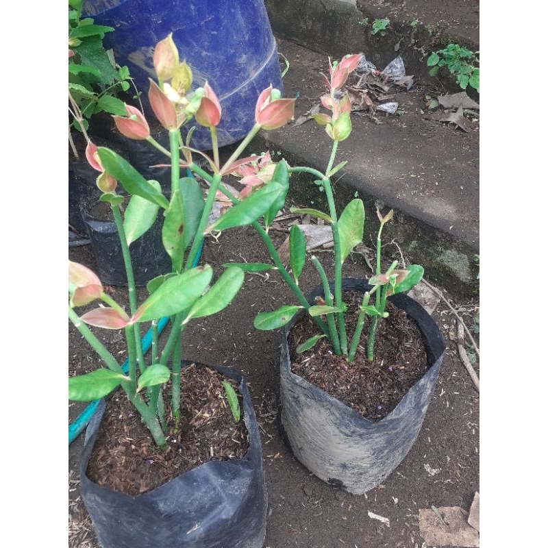 tanaman cucak rowo bunga burung