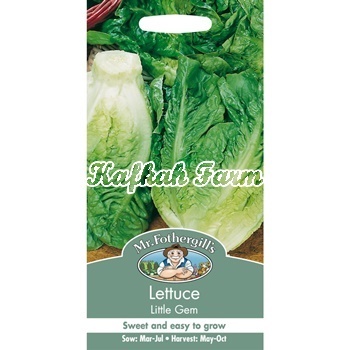 Benih 50 Biji LETTUCE Little Gem