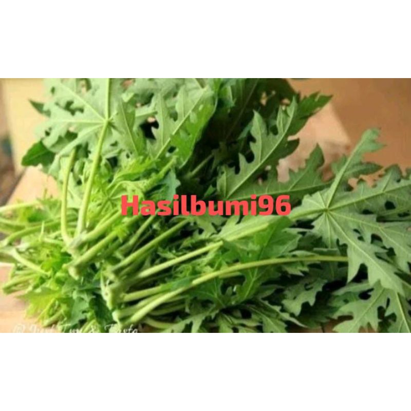 

DAUN PEPAYA MUDA SEGAR 1000GR