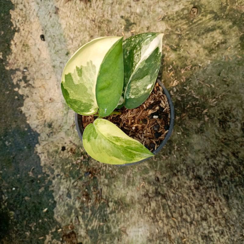 Scindapsus Jadesatin Variegated - Jade Satin Variegata