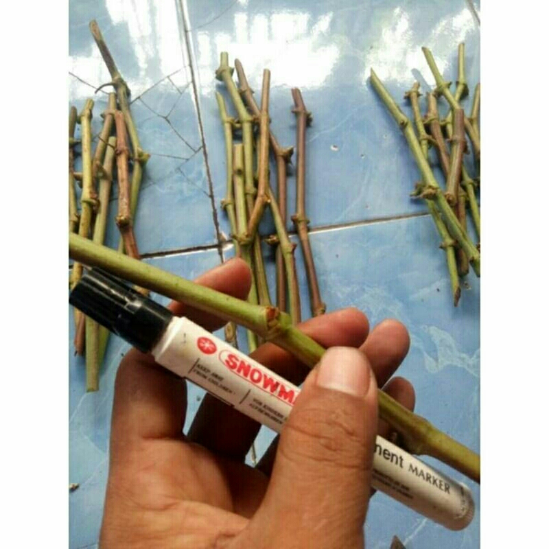 ENTRES ANGGUR IMPORT 100% JAMINAN VALID