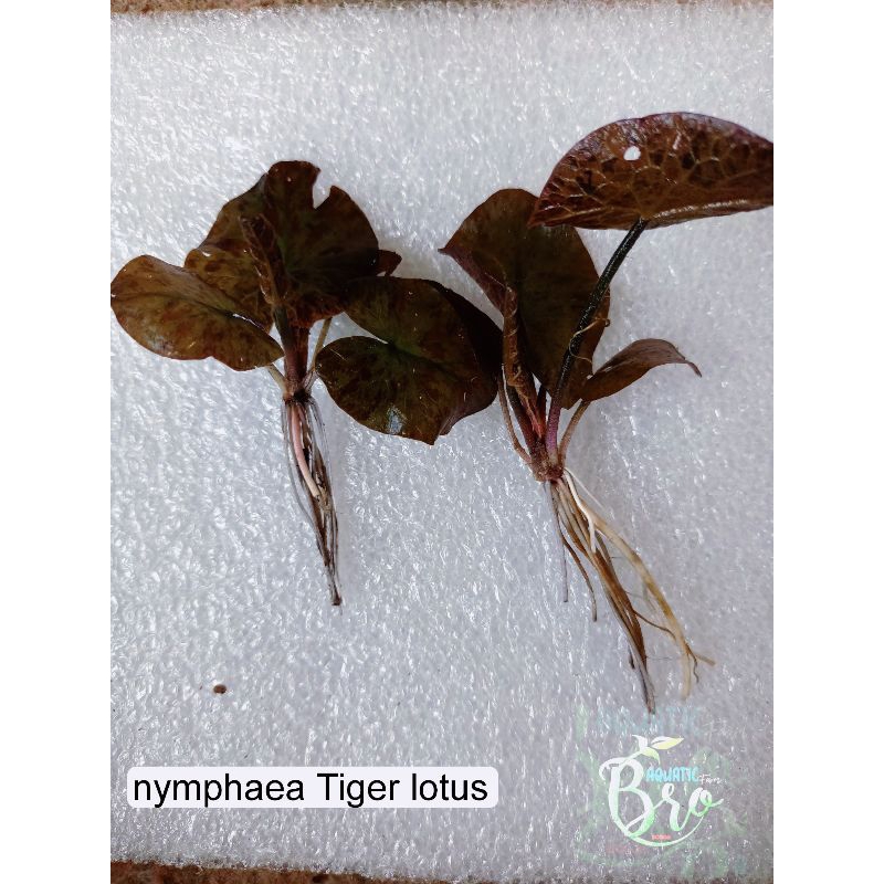 Tanaman Aquascape Nymphaea Tiger lotus