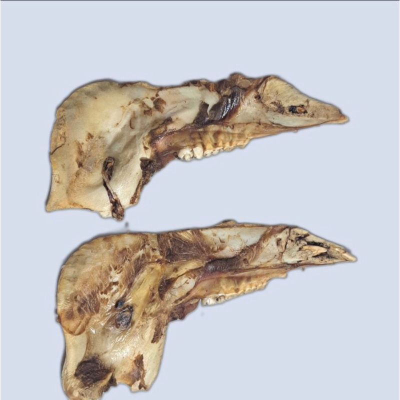 Rahang babi murni / bisa tolak bala /kepala babi rahang / rahang babi kering / tulang babi rahang