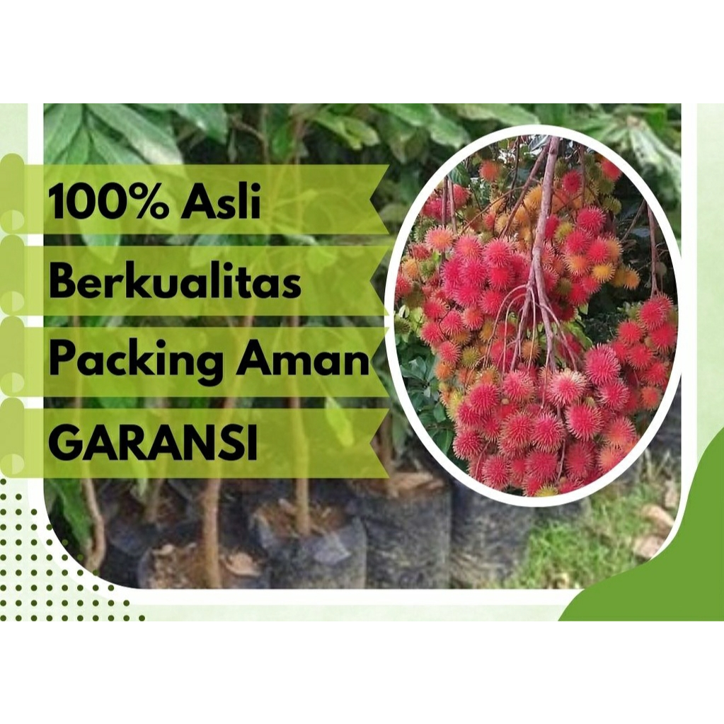 

Bibit buah Rambutan binjai asli 100%