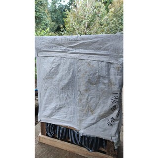 Paket 4 Pcs Bibit Durian Musangking  Super Unggul Hasil Okulasi Dengan Media Utuh