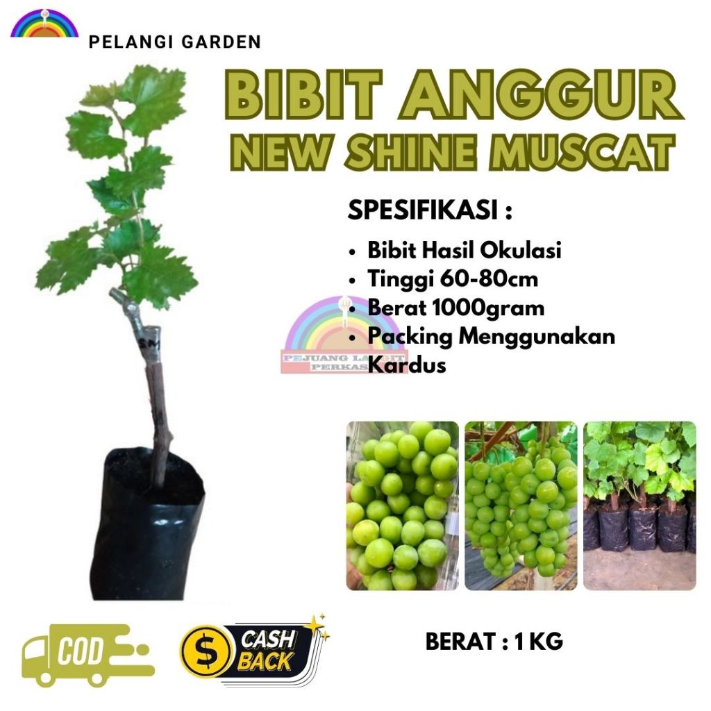 Bibit Anggur New Shine Muscat, Bibit Anggur New Shine Muscat Grafting, Bibit Anggur New  Shine Musca