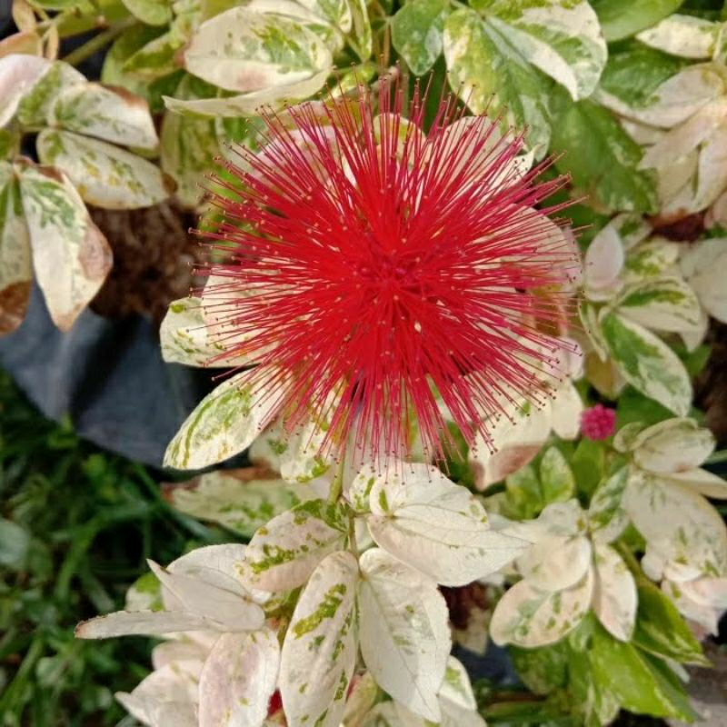 Bibit Bunga Kaliandra Lusiana Varigata Cangkok