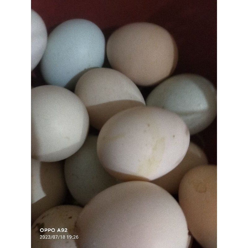 

telur ayam fertil