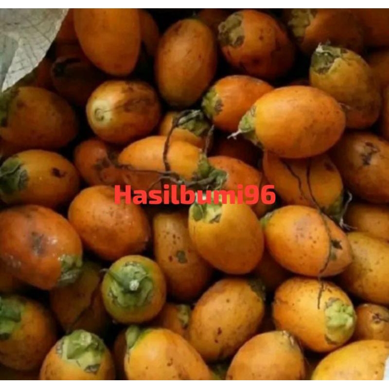 

BUAH PINANG TUA SEGAR LANGSUNG PETIK 250GR