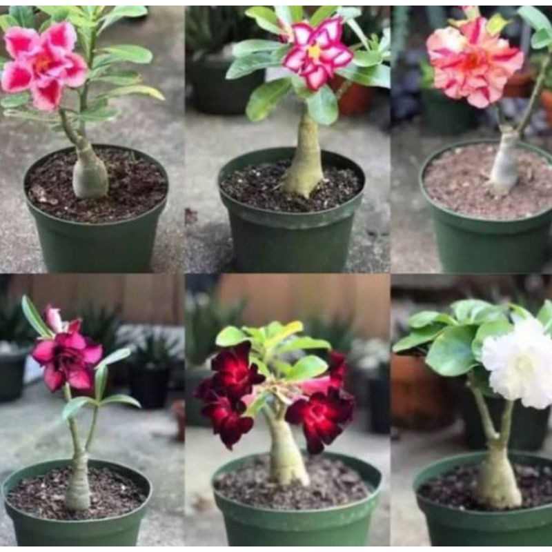 paket 6 bunga adenium
