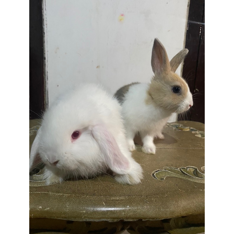 kelinciHolladlop&DutchHIDUP