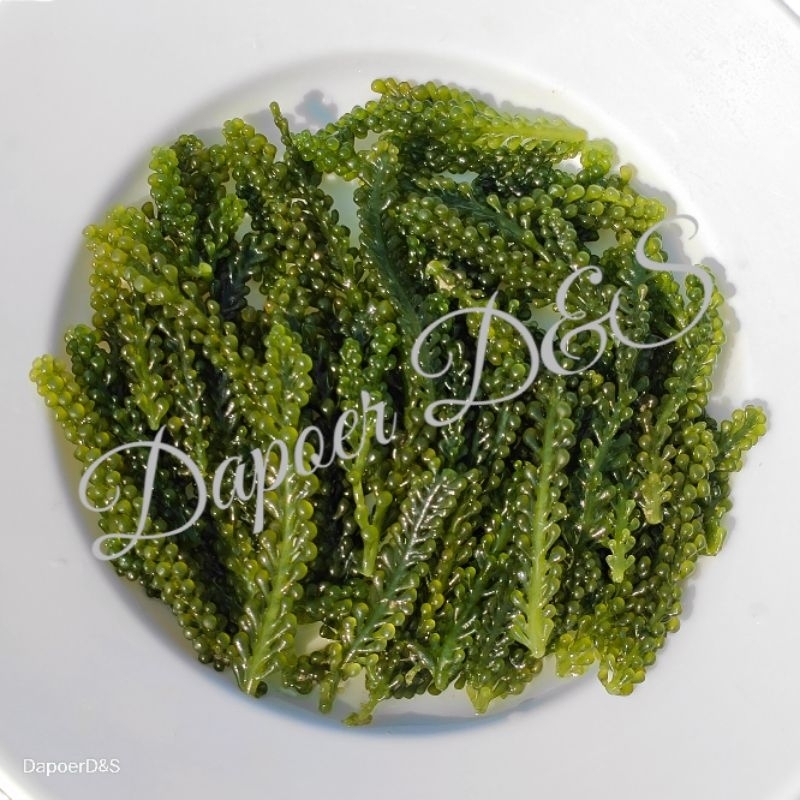 1 KG Anggur Laut Segar | Fresh Sea grapes | Fresh Green Caviar | Latoh | Lawi-Lawi | Umi Budo | Luma