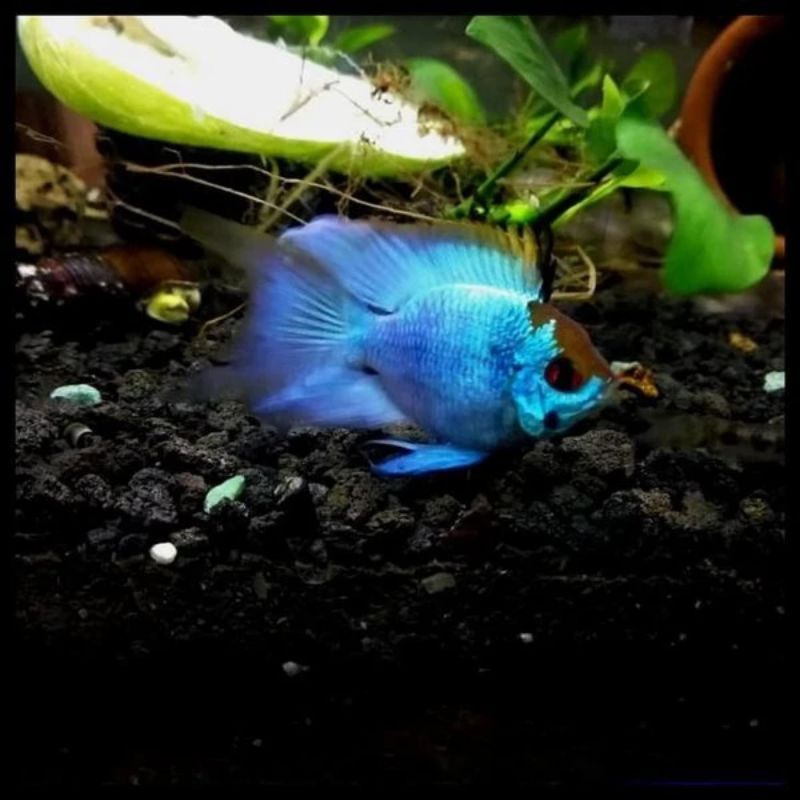 hiasan aquarium ikan remirezi (blue elektrik) sangat cocok buat aquascape
